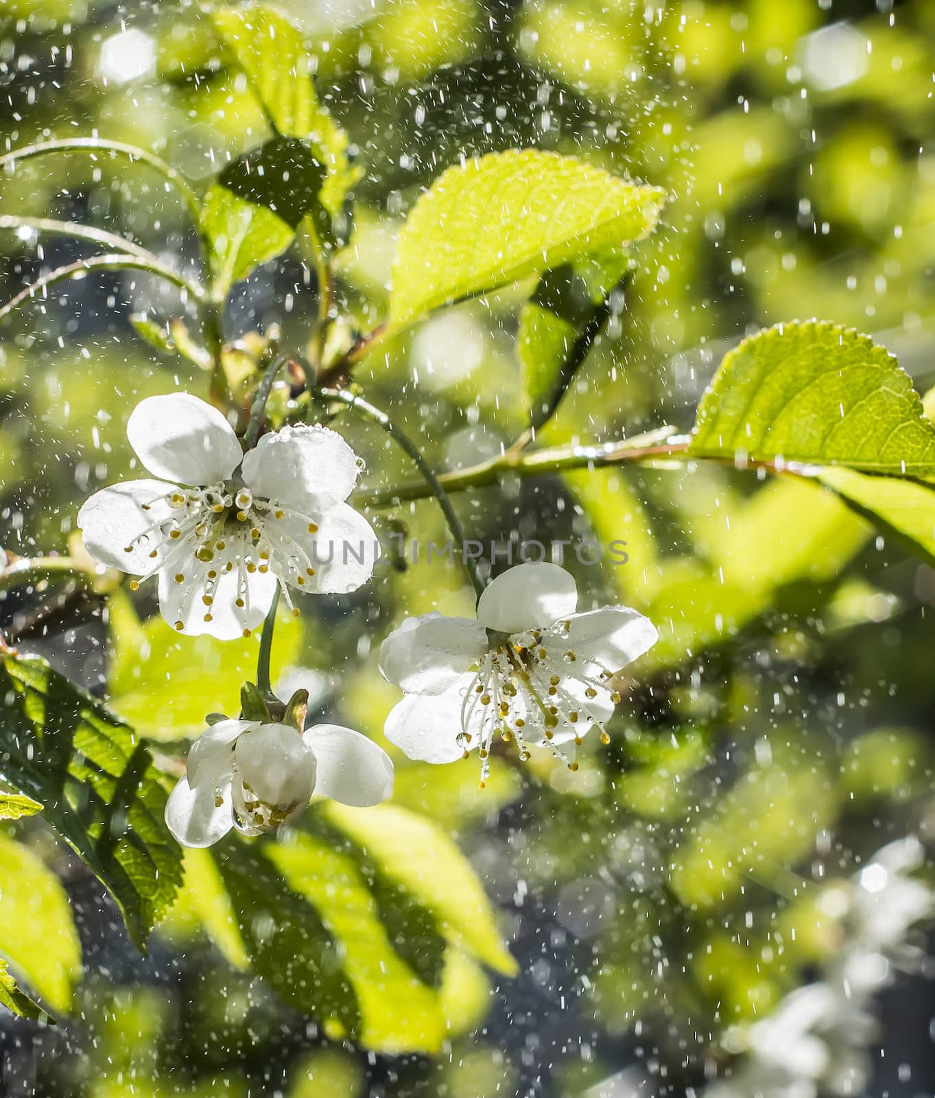 cherry blossoms