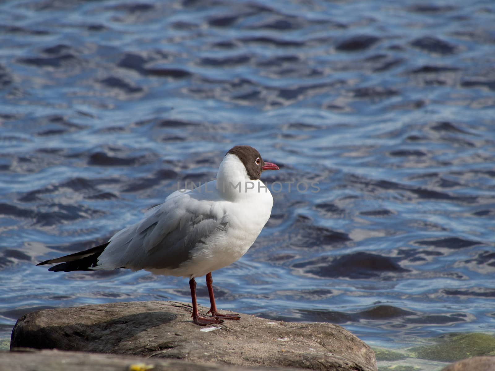 Seagull in the water