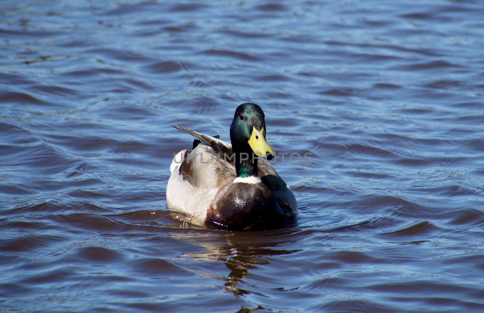 mallard duck on the lake 