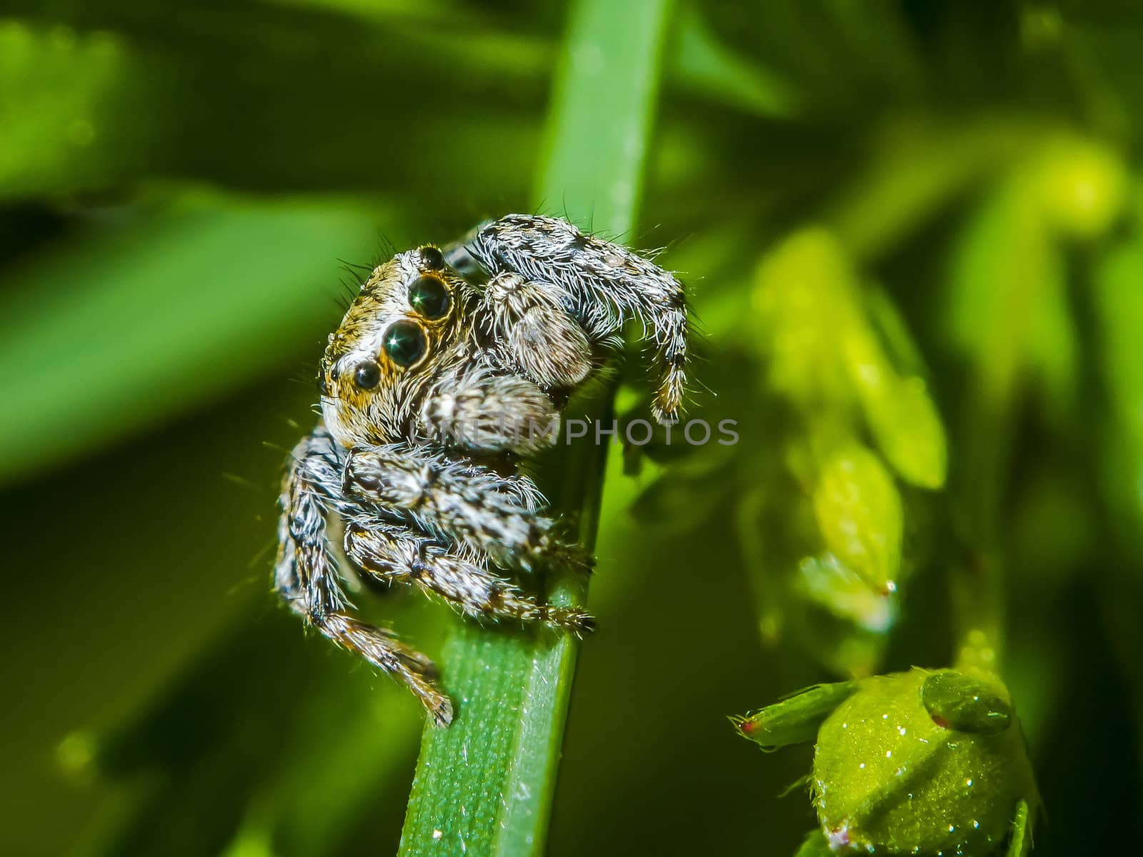 Jumping spider