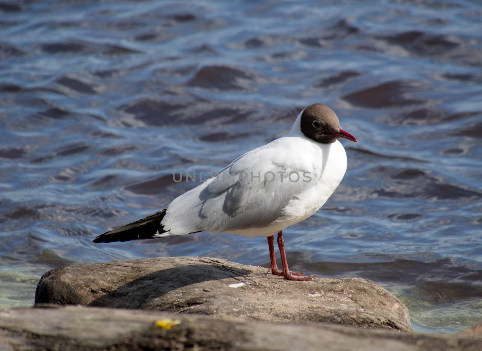 Seagull in the water