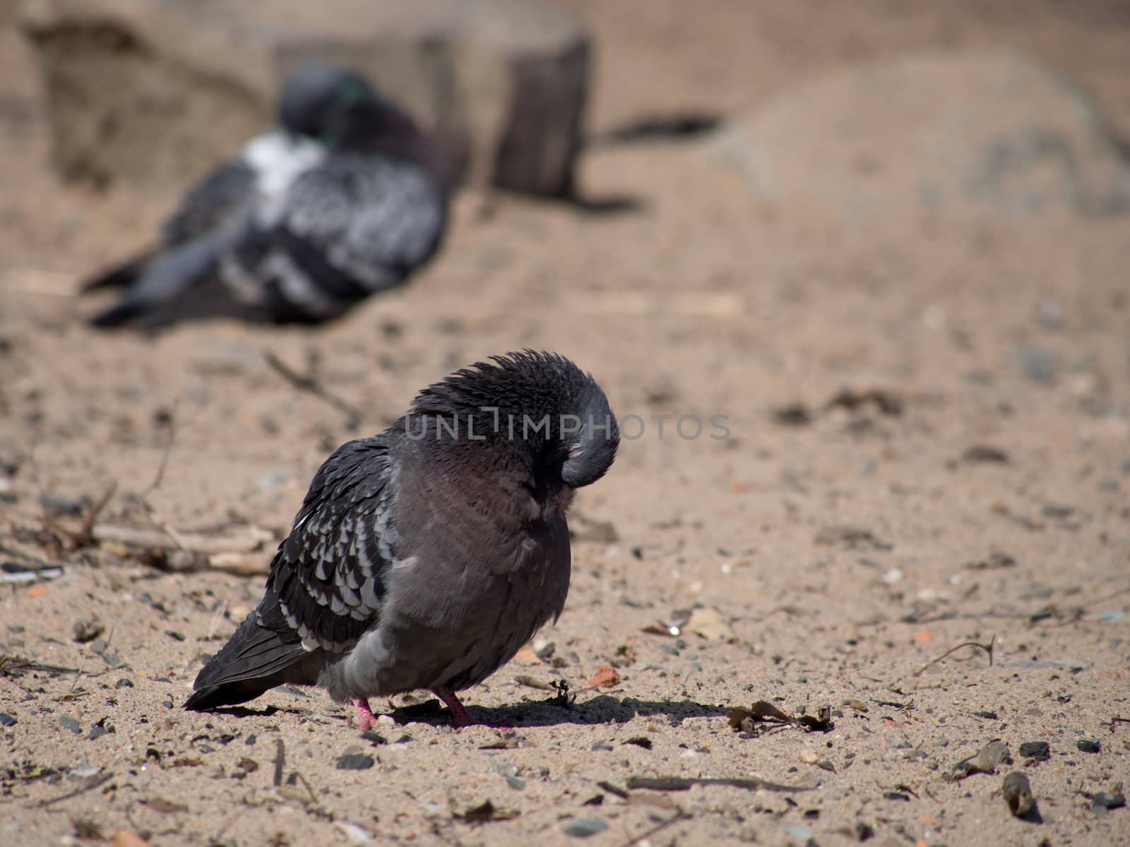 Pigeons on the lake