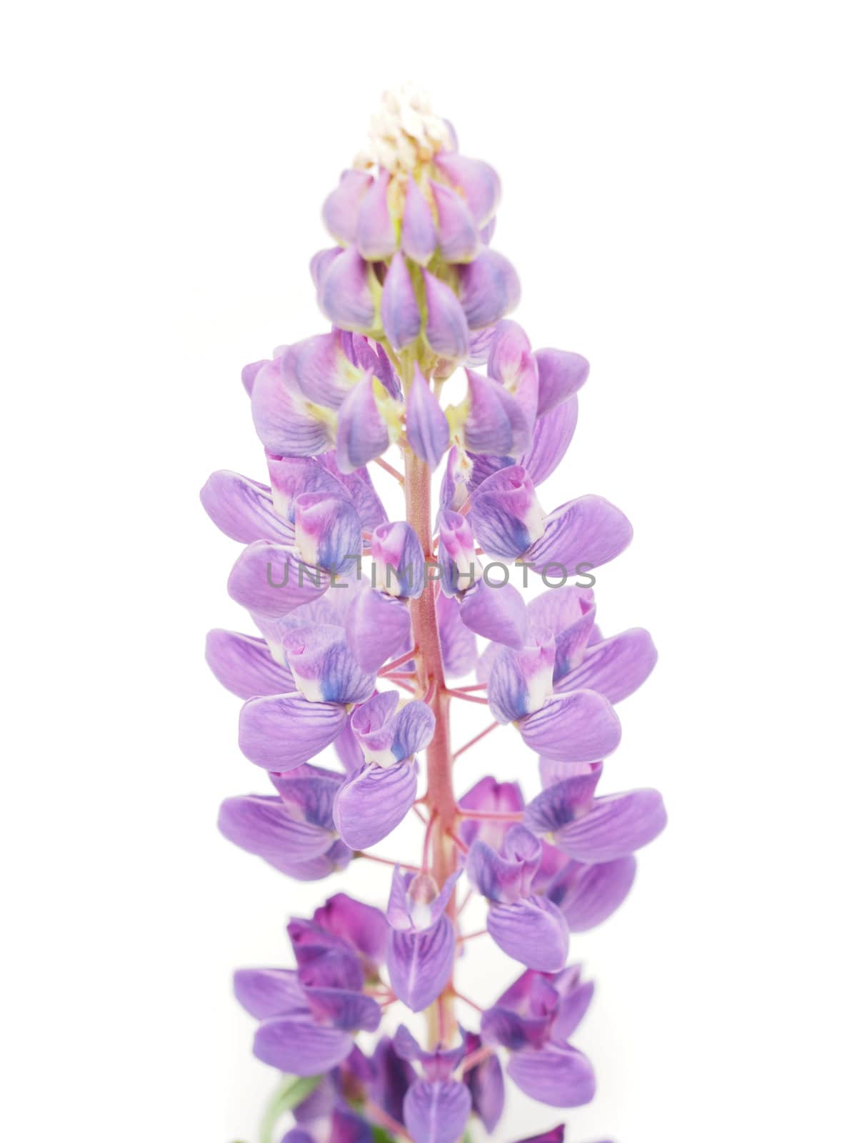 Lupine flower on a white background