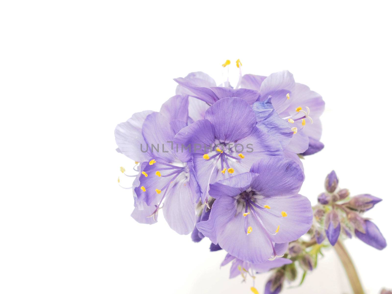 Blue flower on a white background