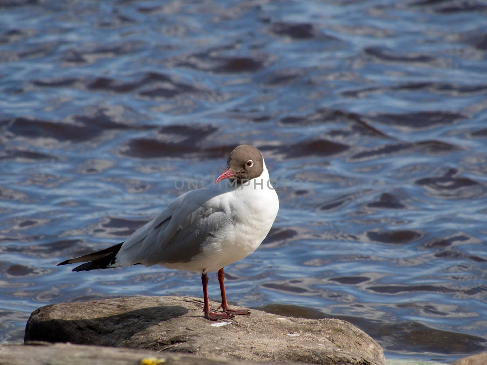 Seagull in the water