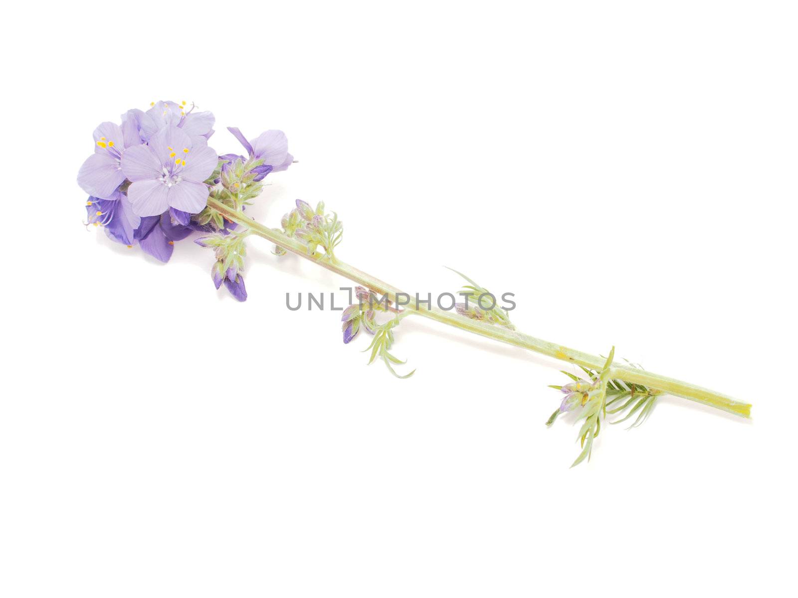 Blue flower on a white background