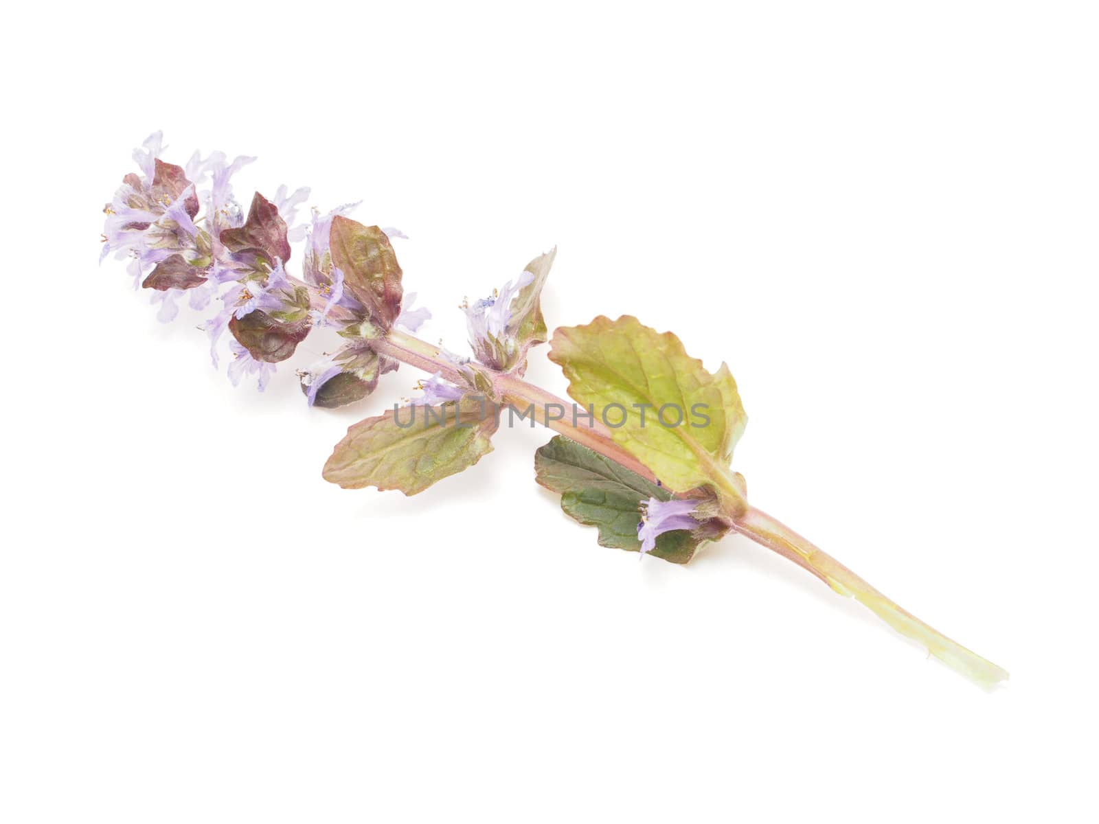 Ajuga Flower on a white background