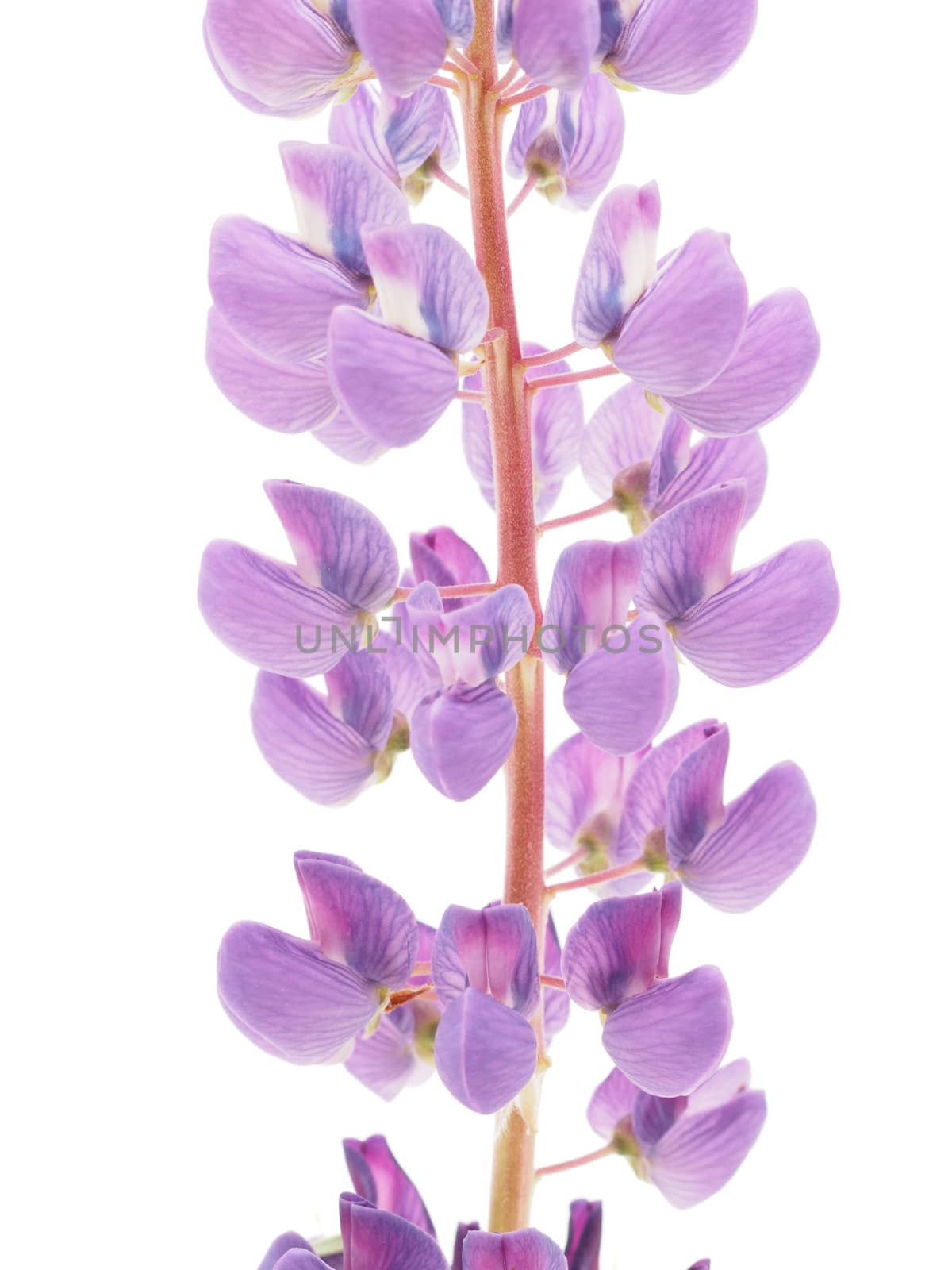Lupine flower on a white background
