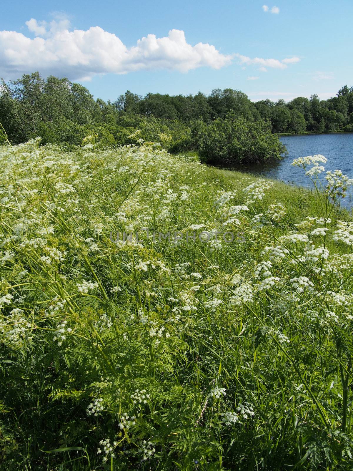 Lake in the summer