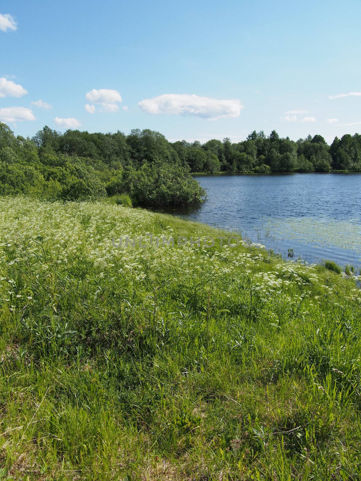 Lake in the summer