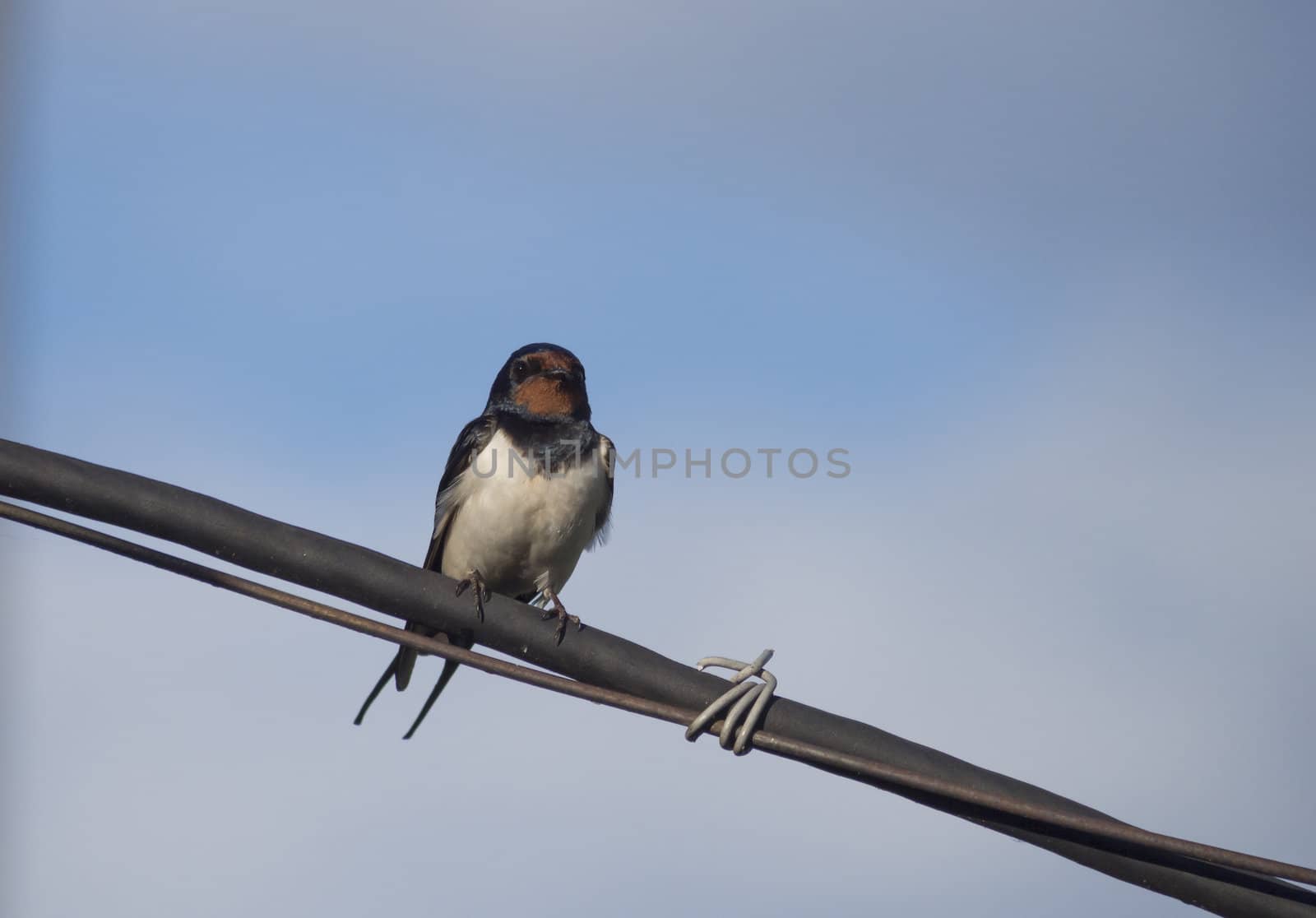 Swallow on a wire