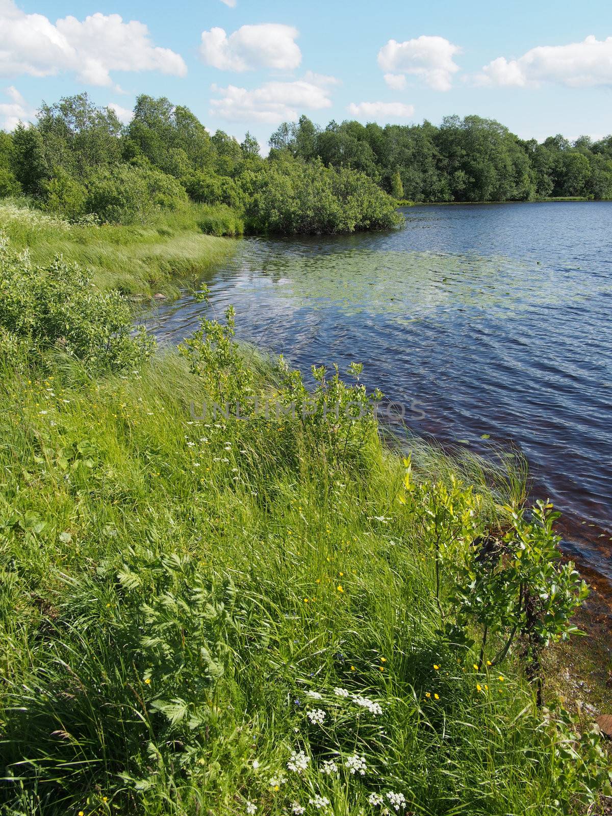 Lake in the summer