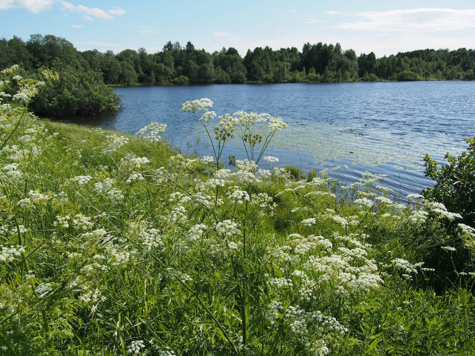 Lake in the summer