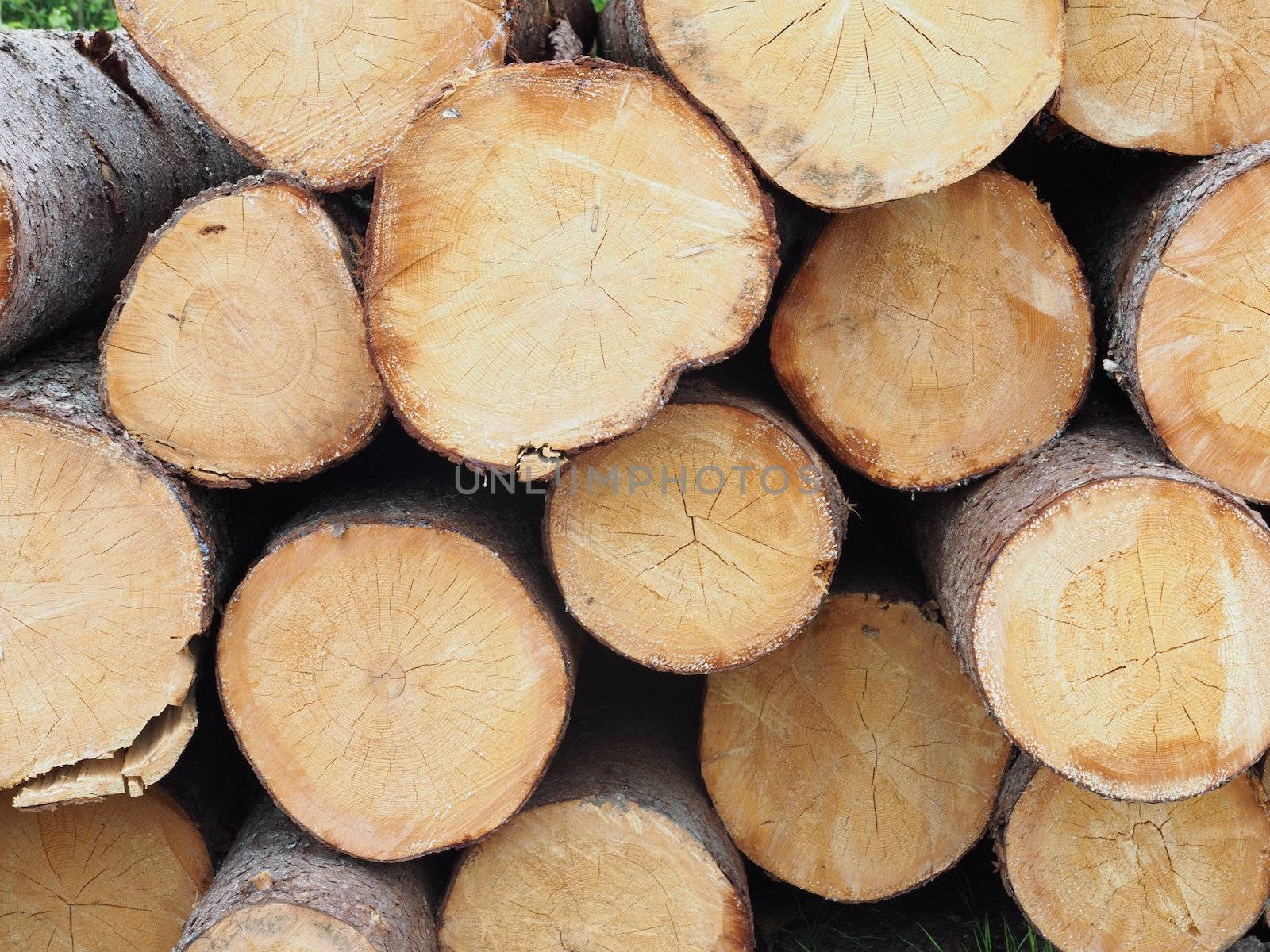 The logs on the road