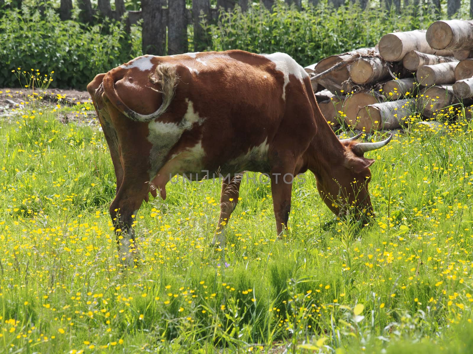 cow in the village