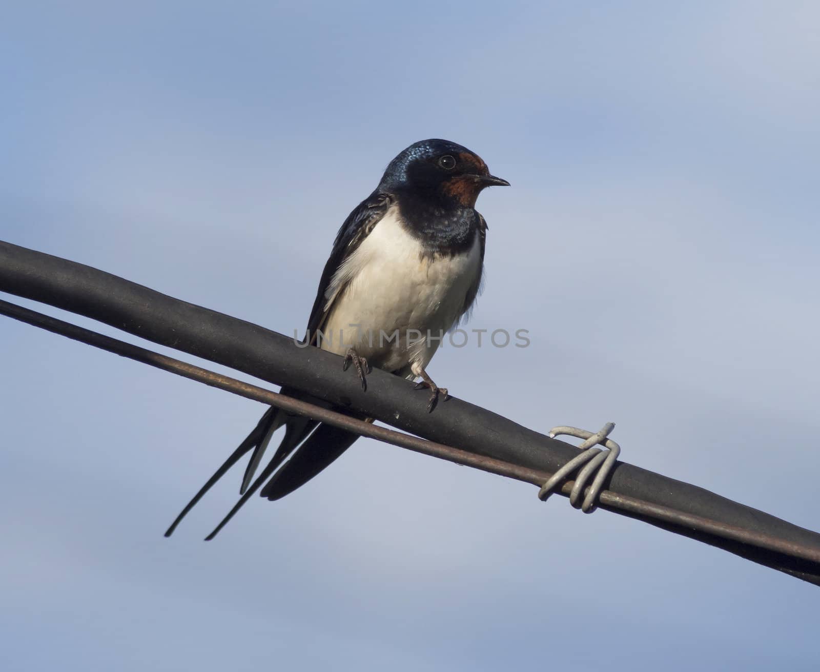 Swallow on a wire