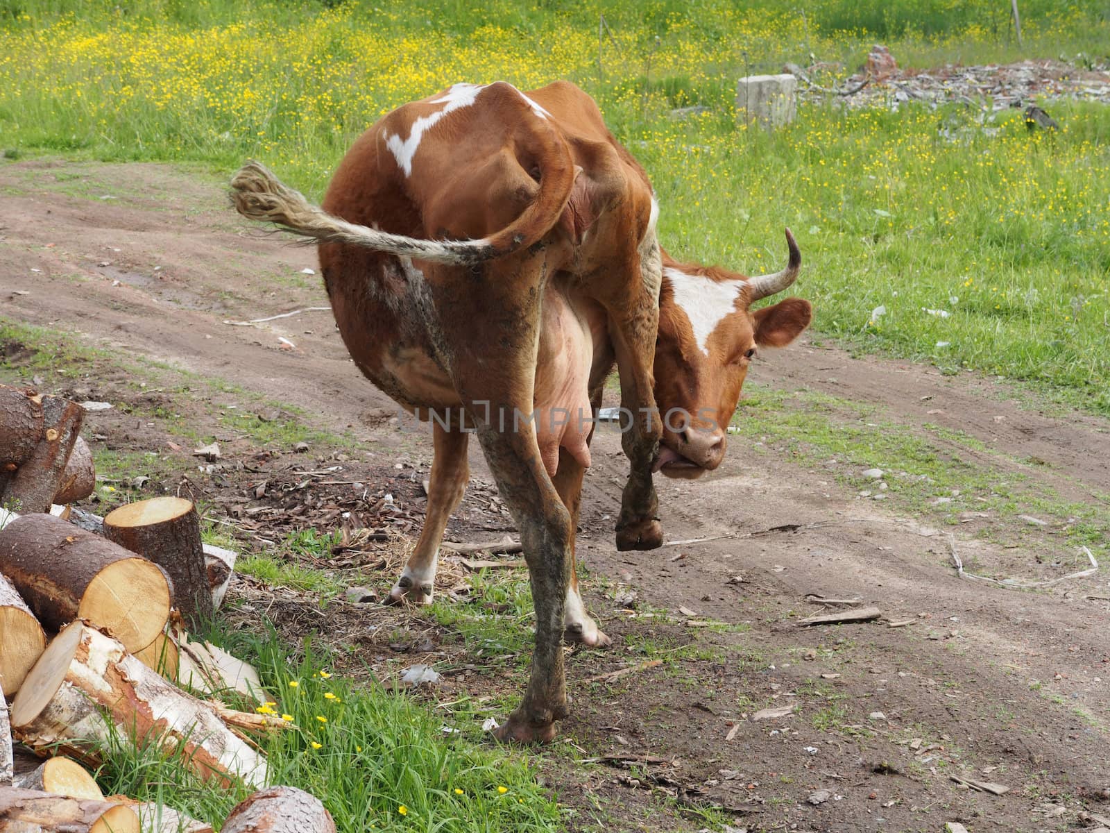 cow in the village