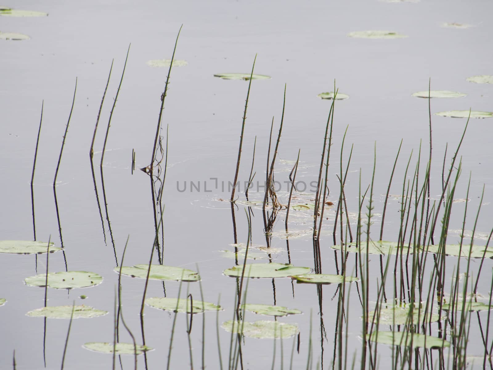 Plants in the water