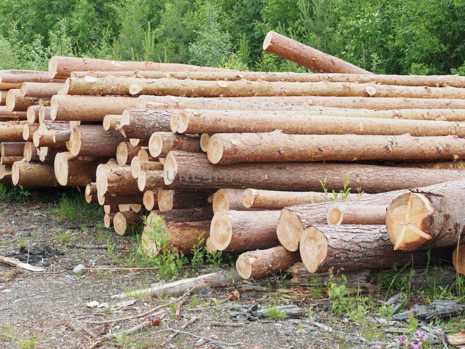 The logs on the road