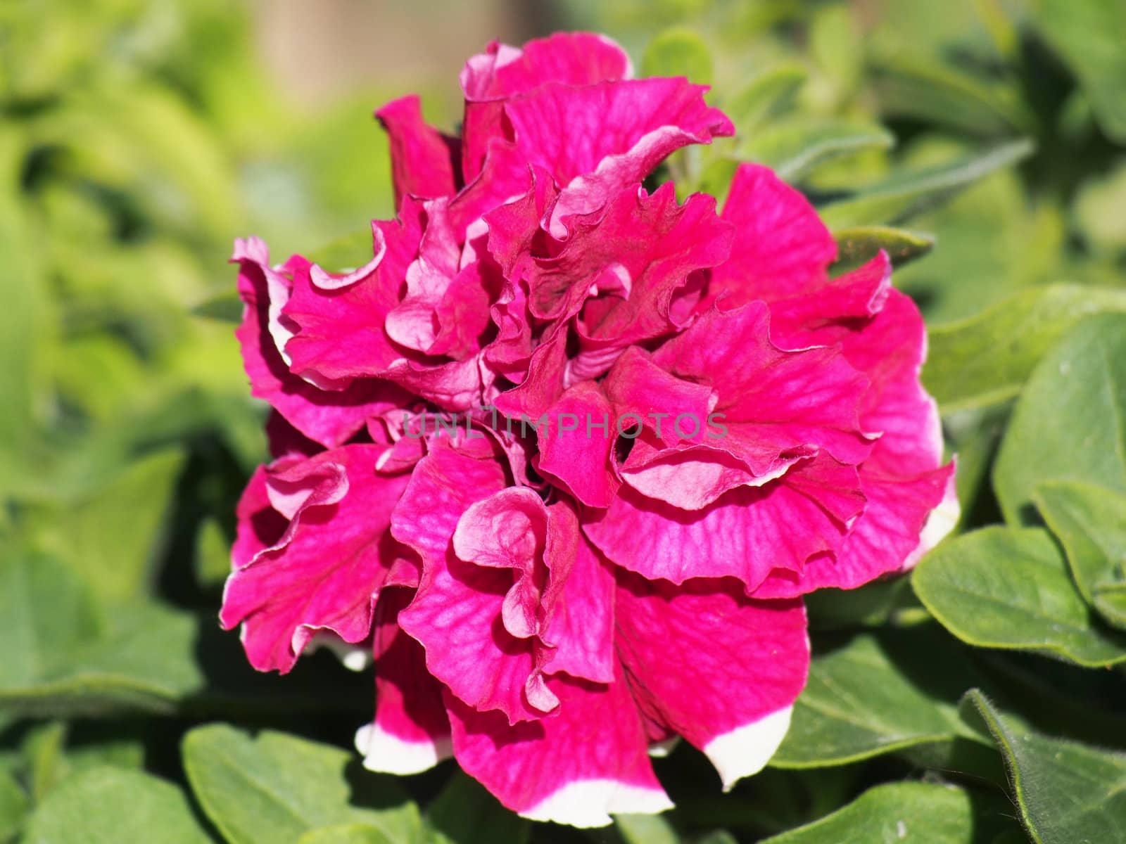 petunias