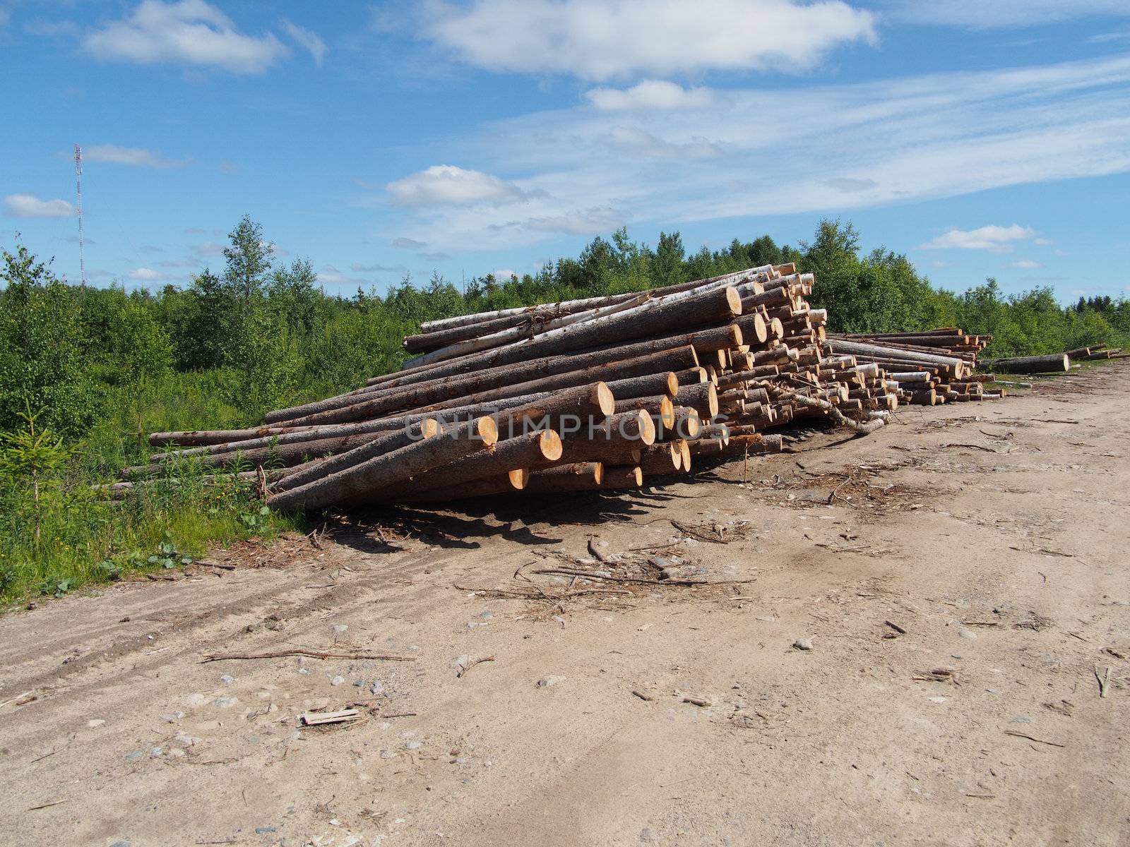 The logs on the road