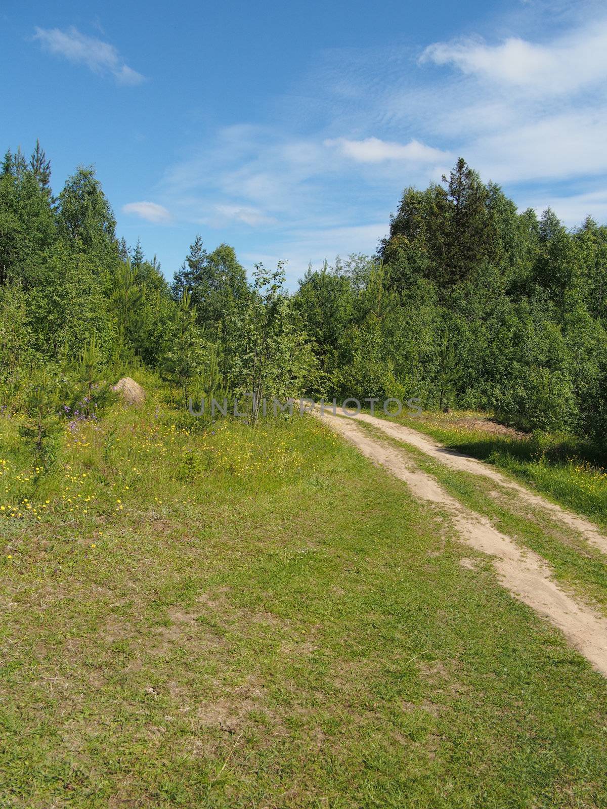 forest road