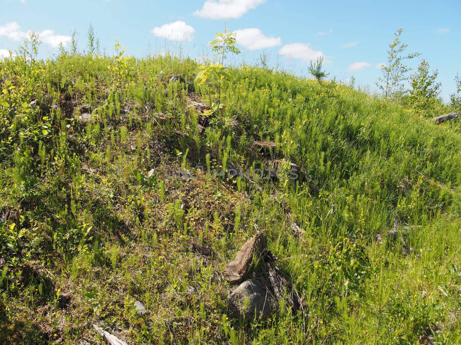 sunny meadow