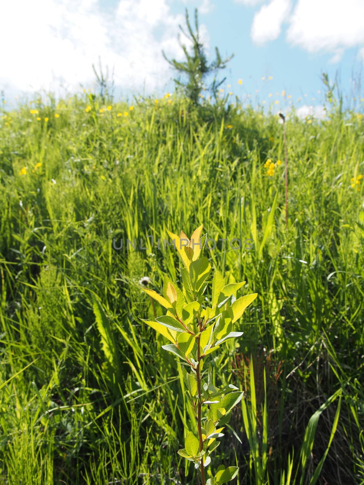 sunny meadow