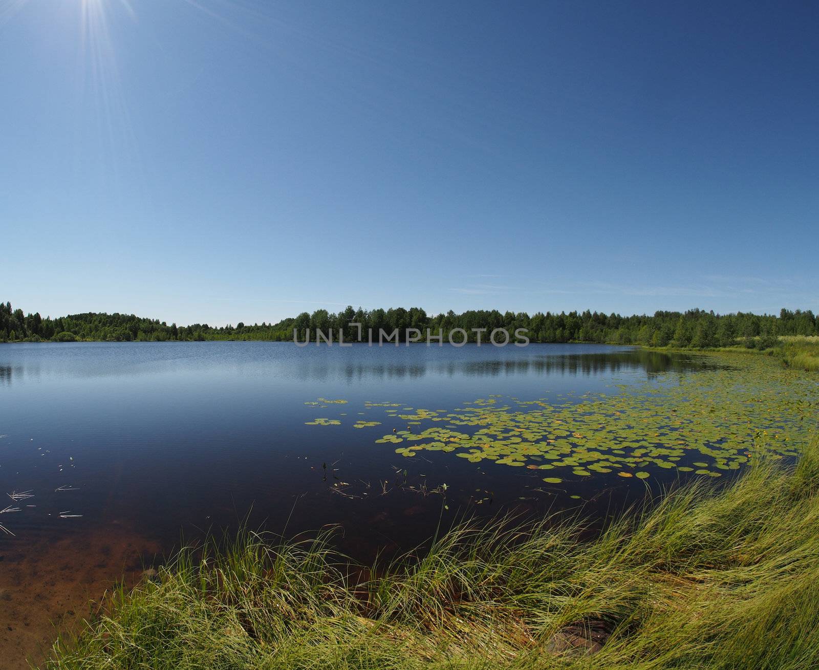 Lake in the summer