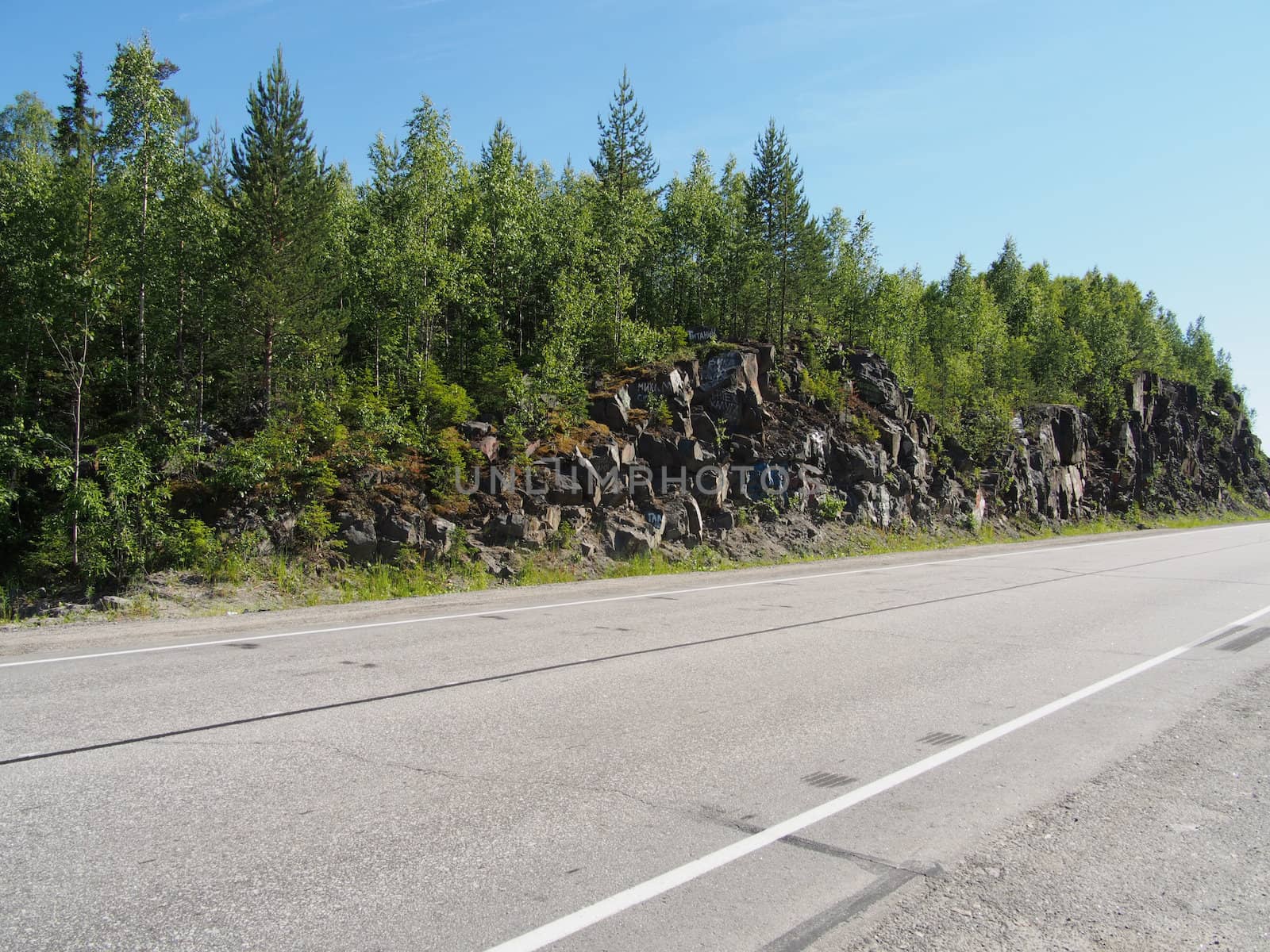 asphalt road in forest