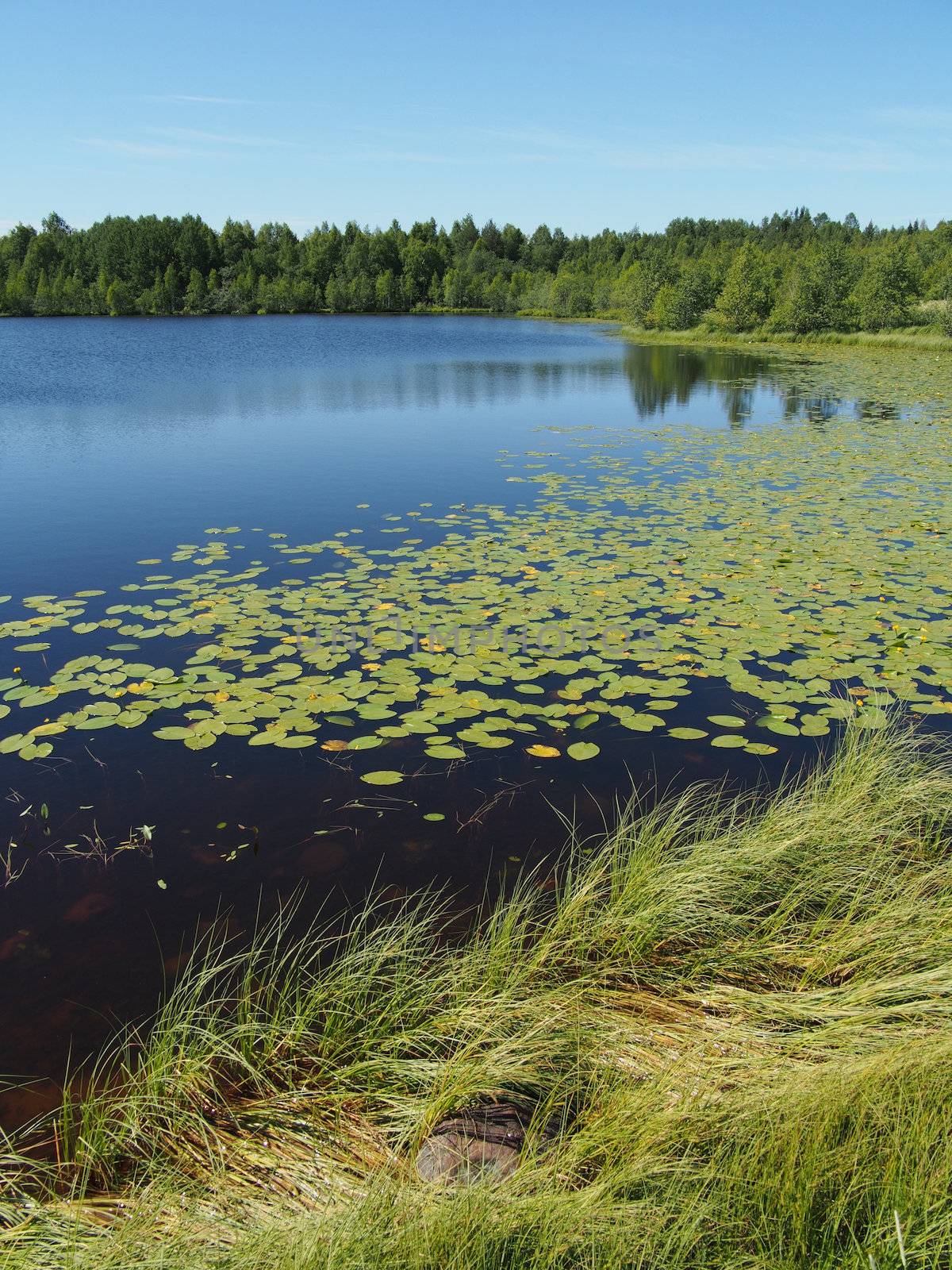 Lake in the summer