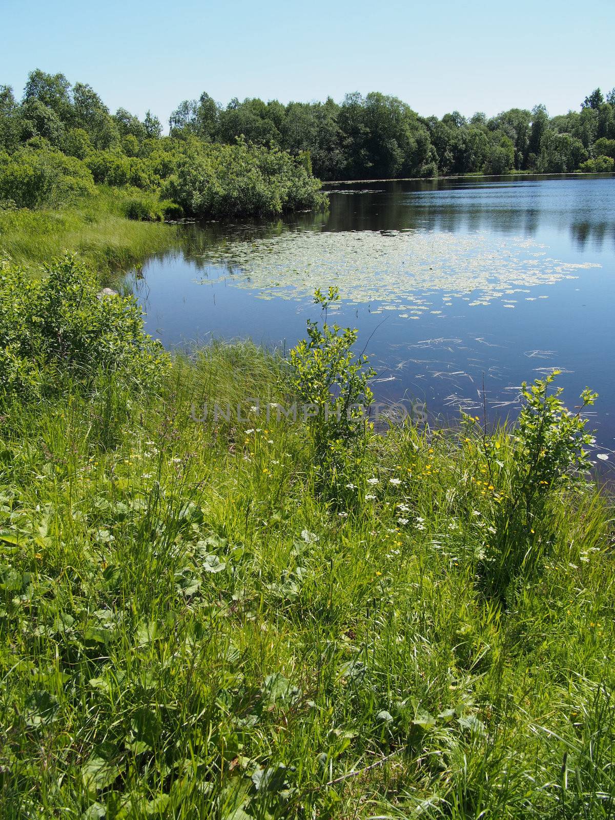 Lake in the summer