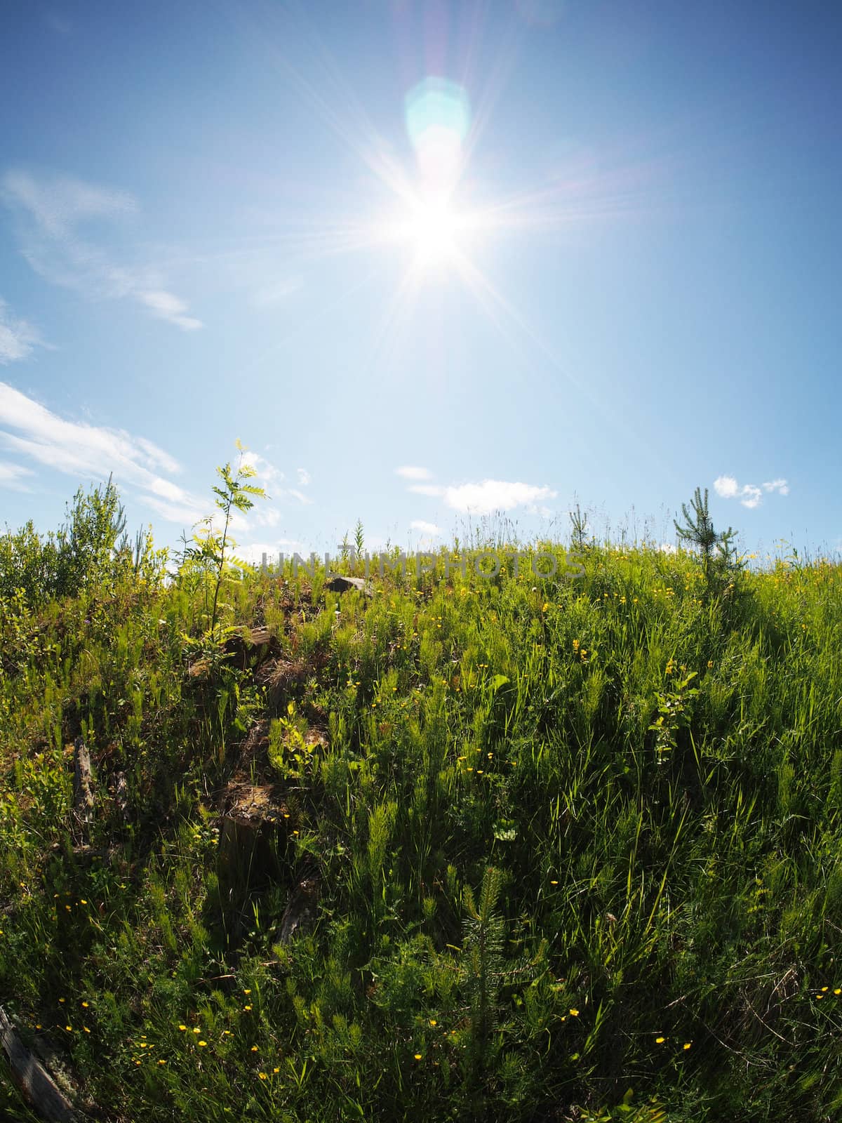 sunny meadow