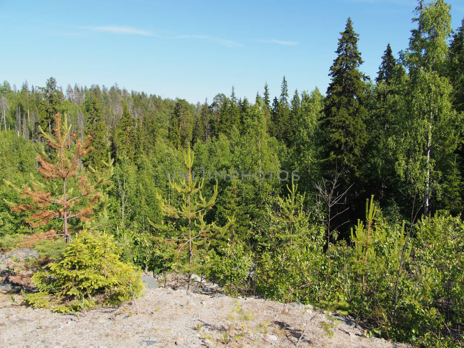 forest in summer