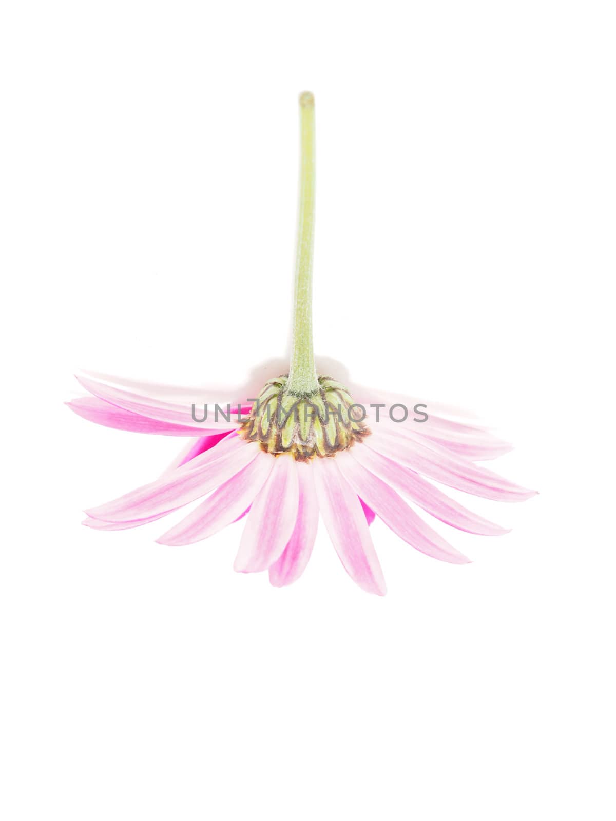 Pink daisy on white background