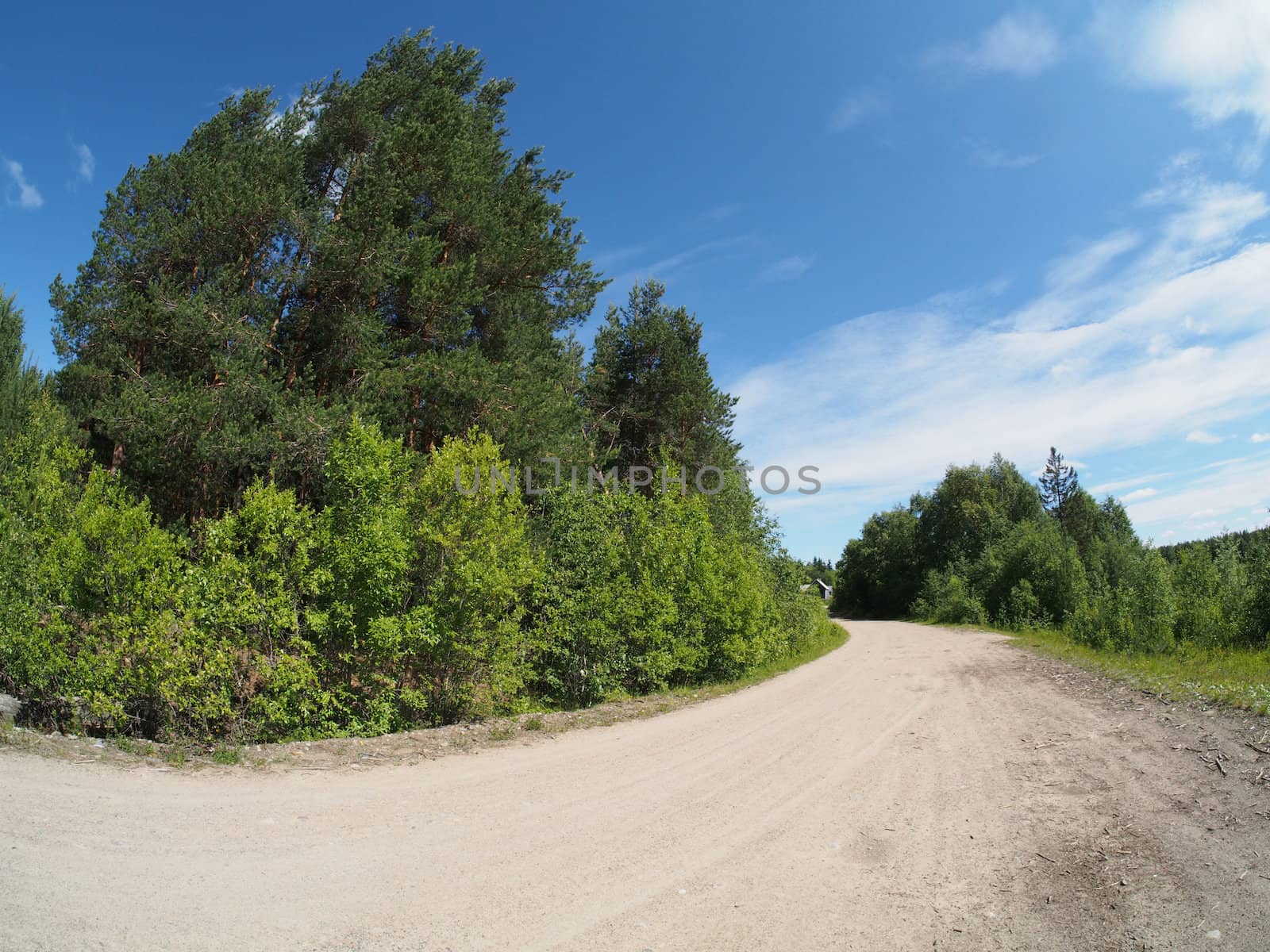 forest road