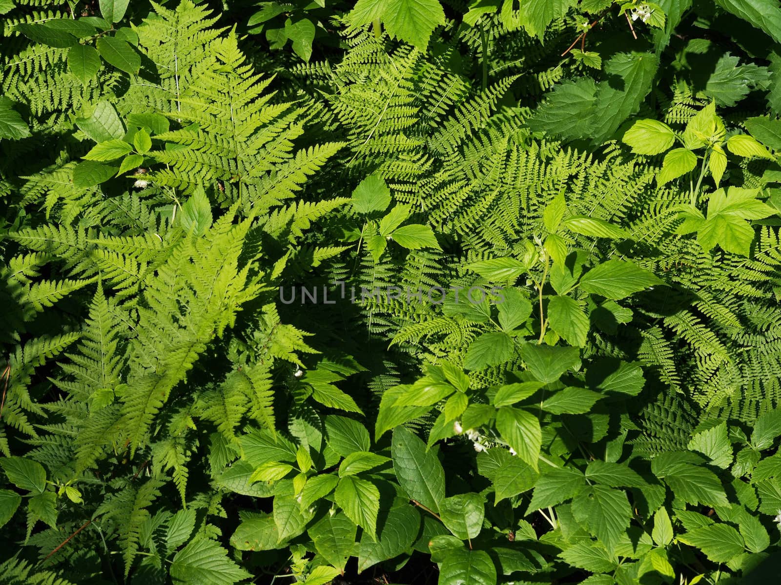 Plants in the forest