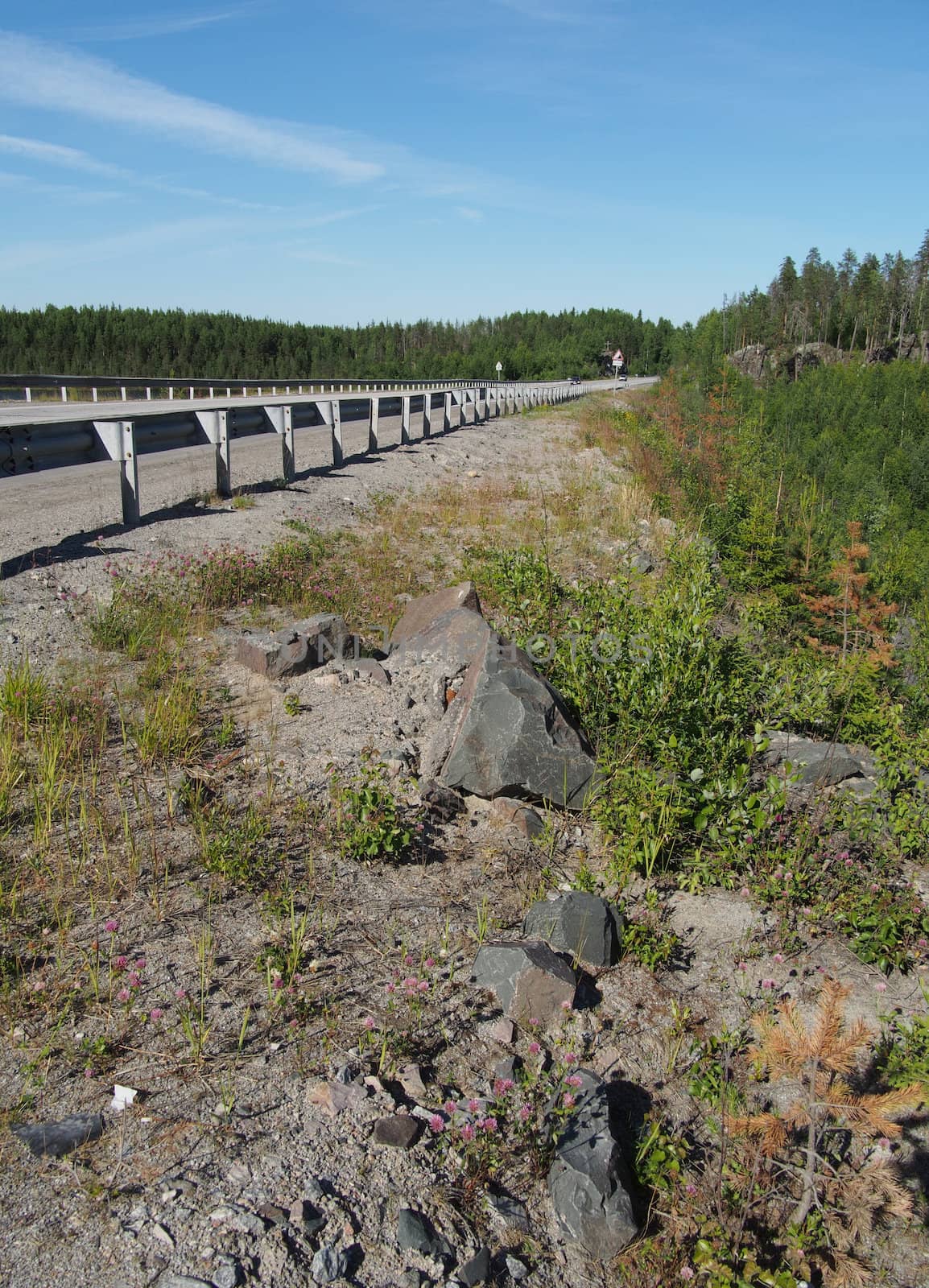 asphalt road in forest