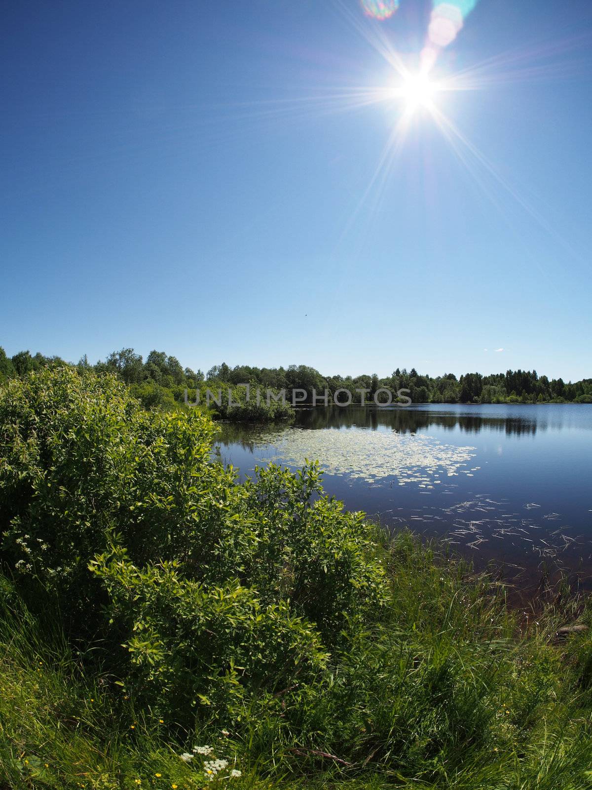 Lake in the summer