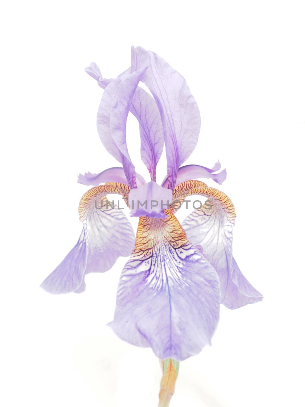 Blue iris on a white background