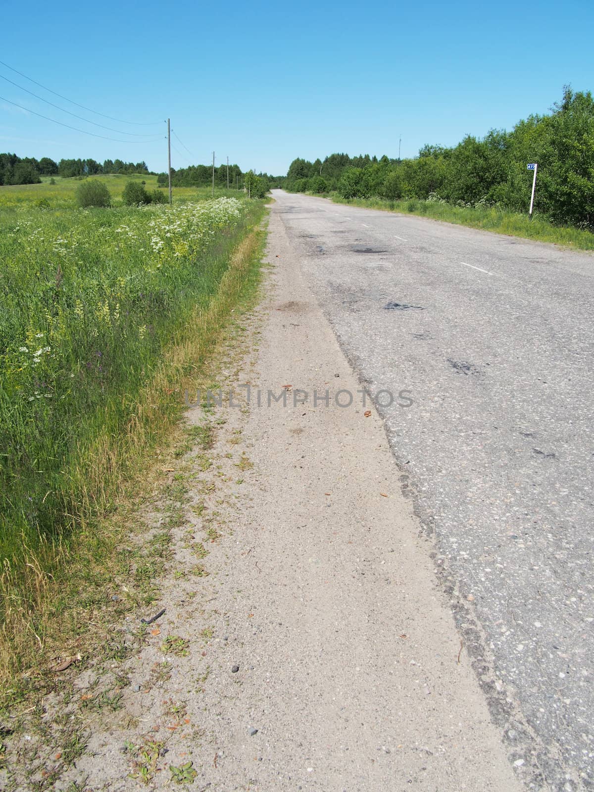 asphalt road in forest