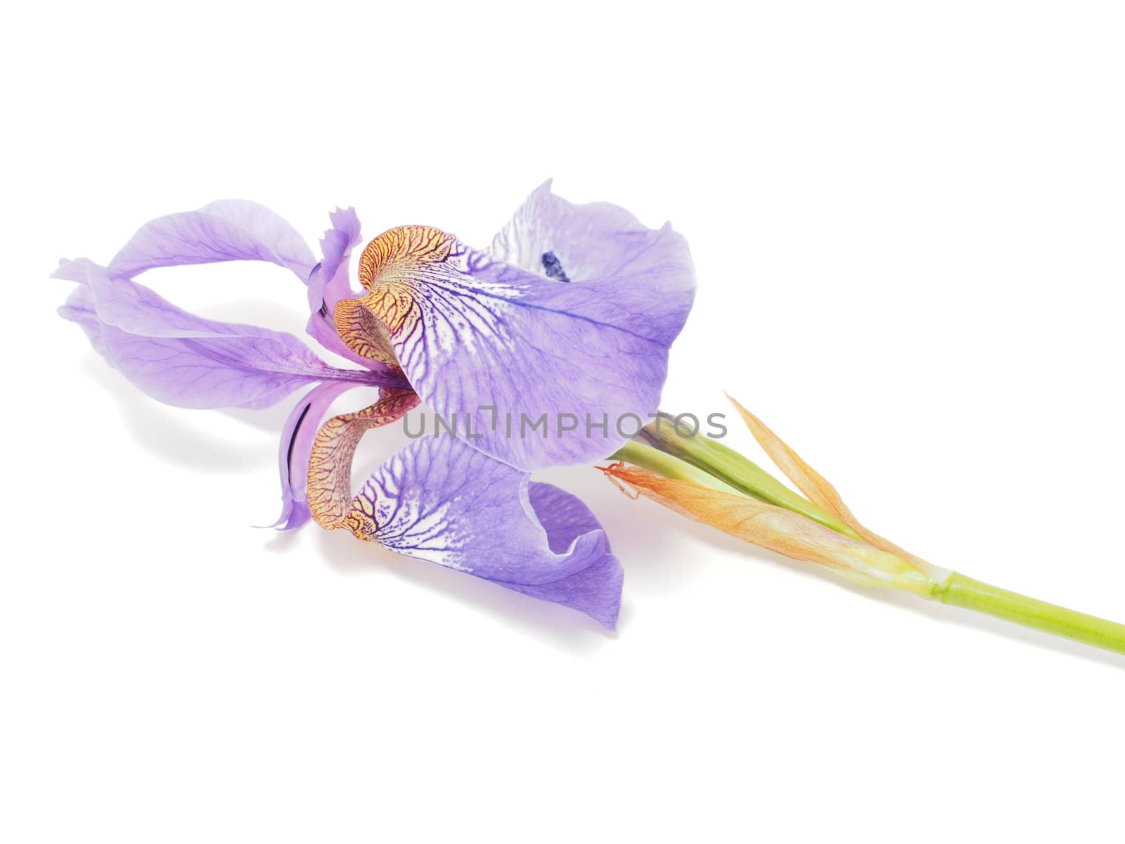 Blue iris on a white background