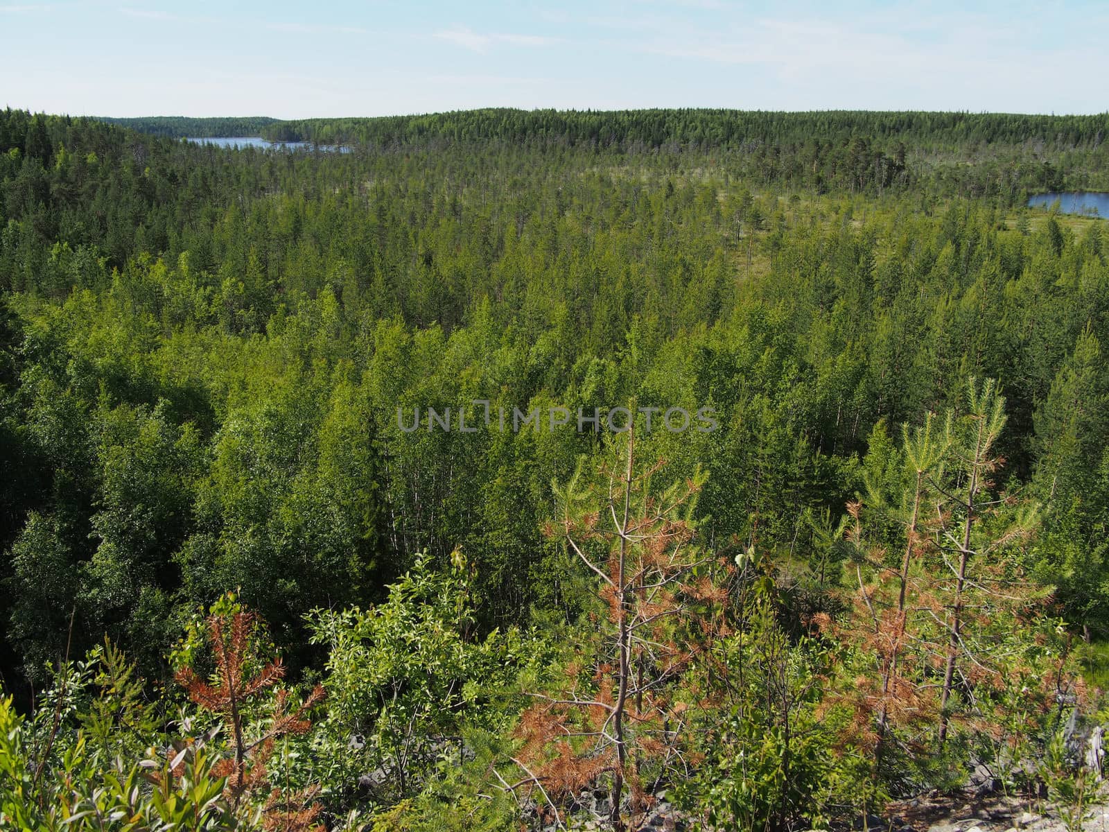 forest in summer