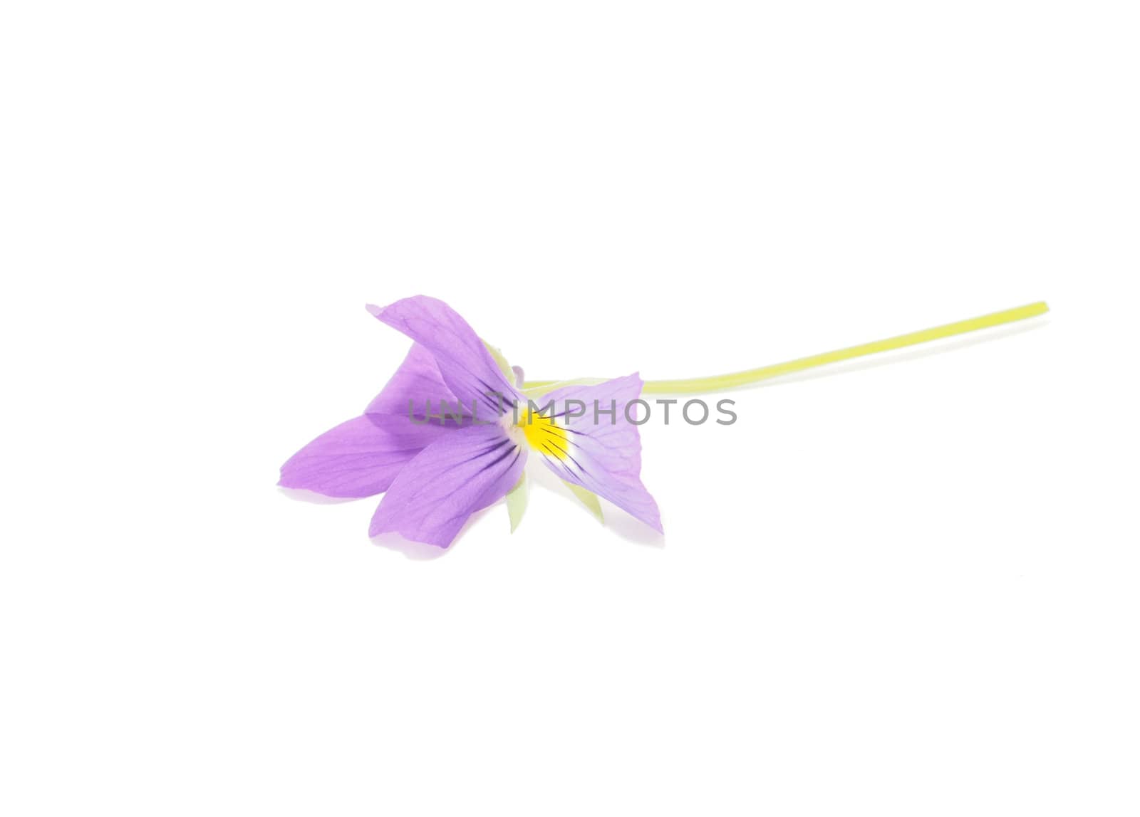 Blue iris on a white background