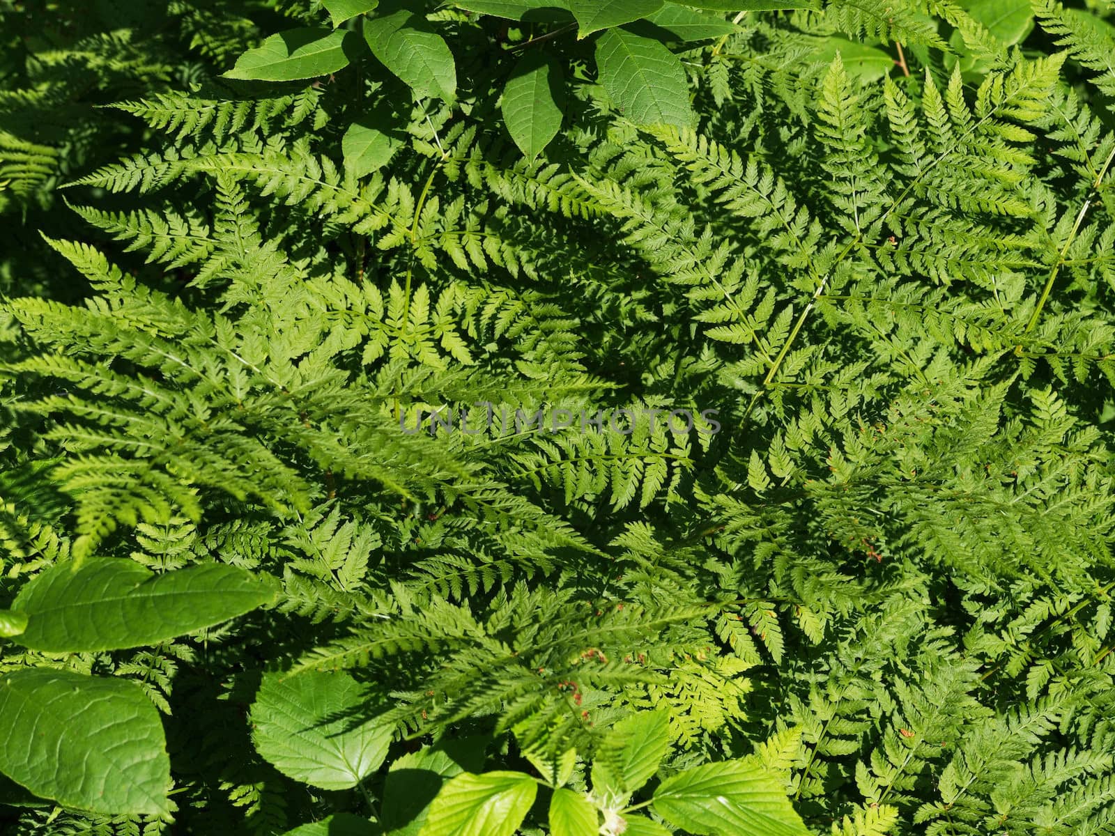 Plants in the forest