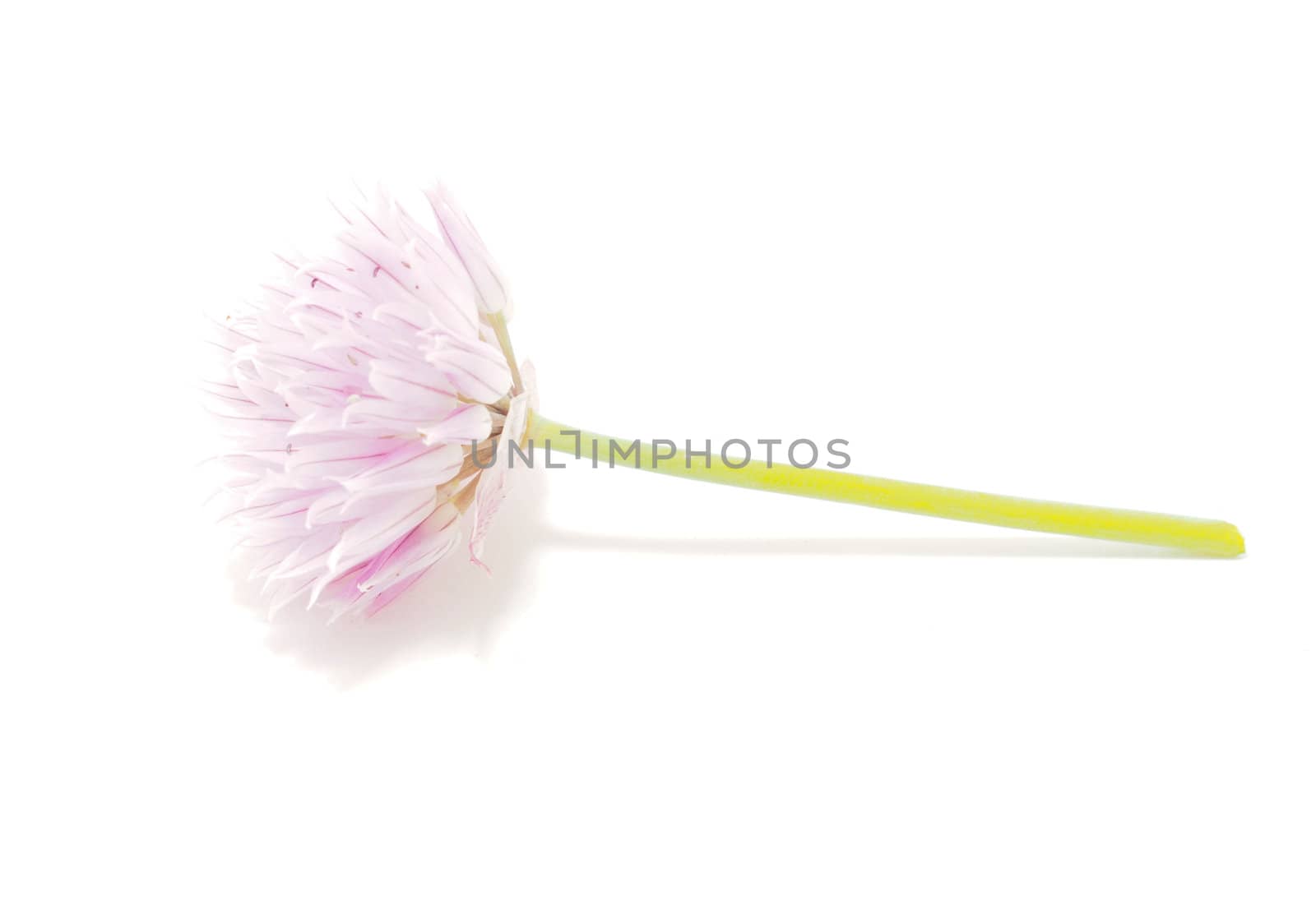 Flower blooming onion on a white background