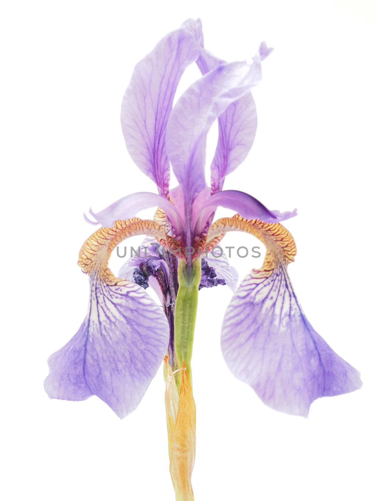 Blue iris on a white background