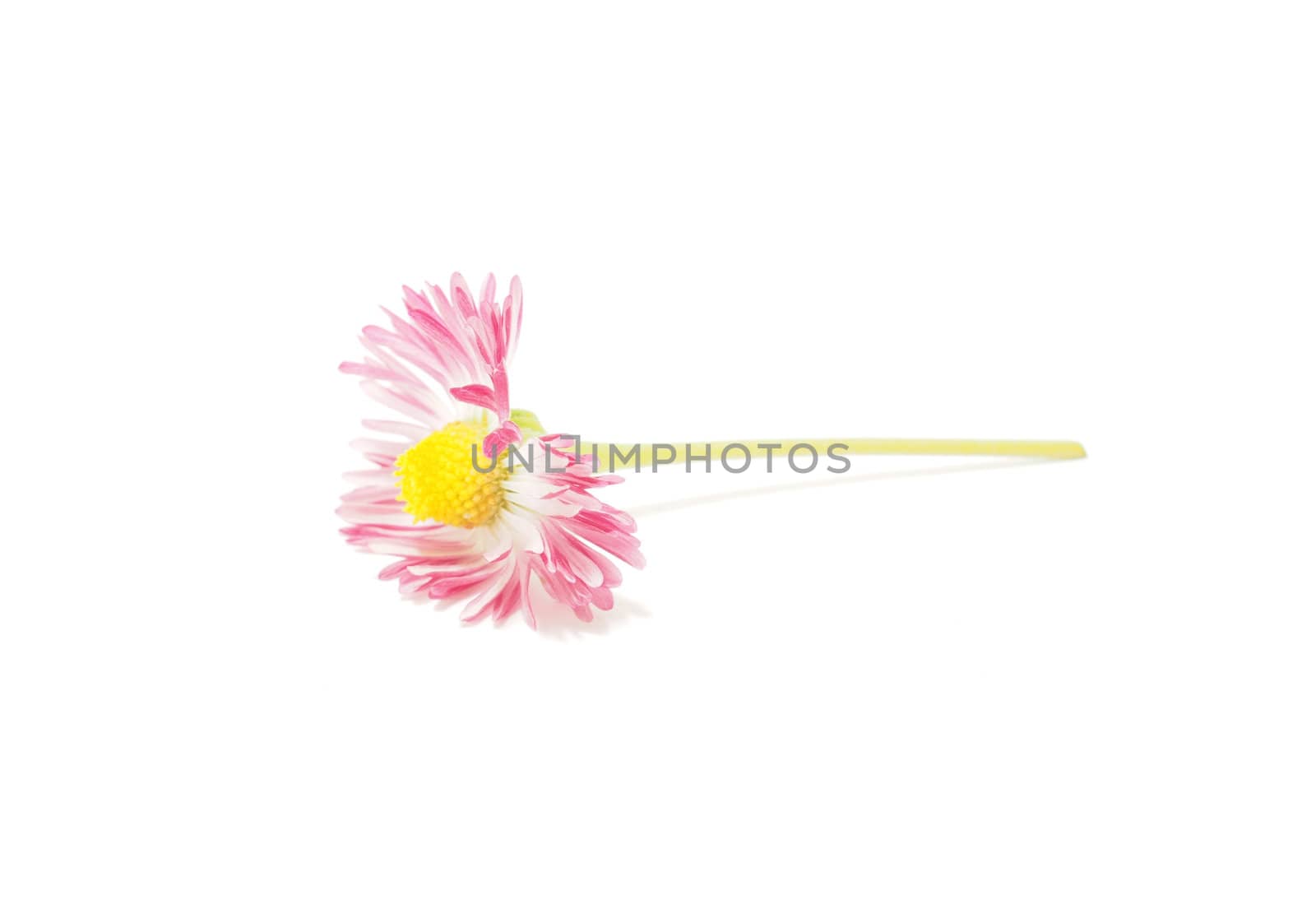 Pink daisy on white background