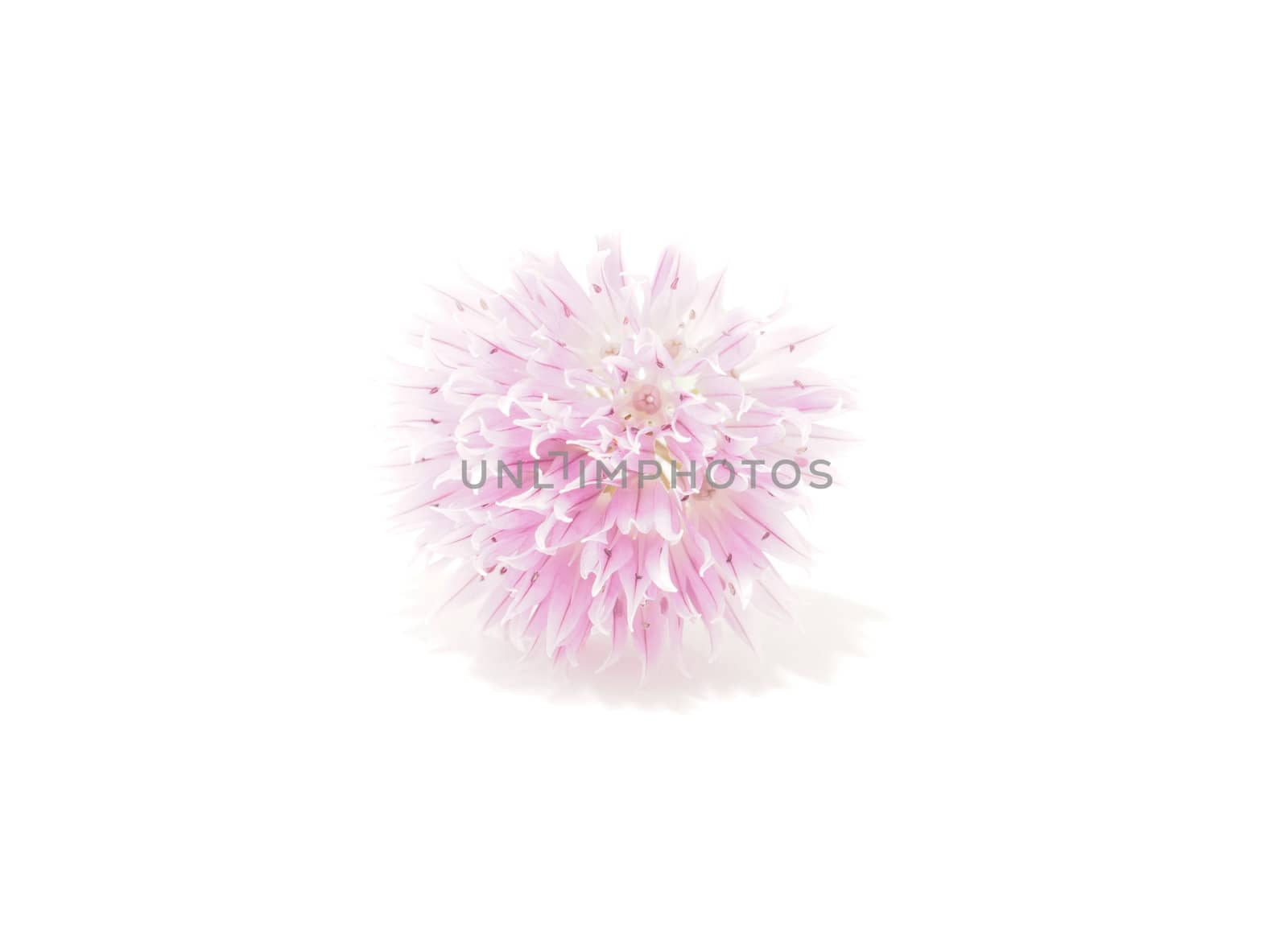 Flower blooming onion on a white background