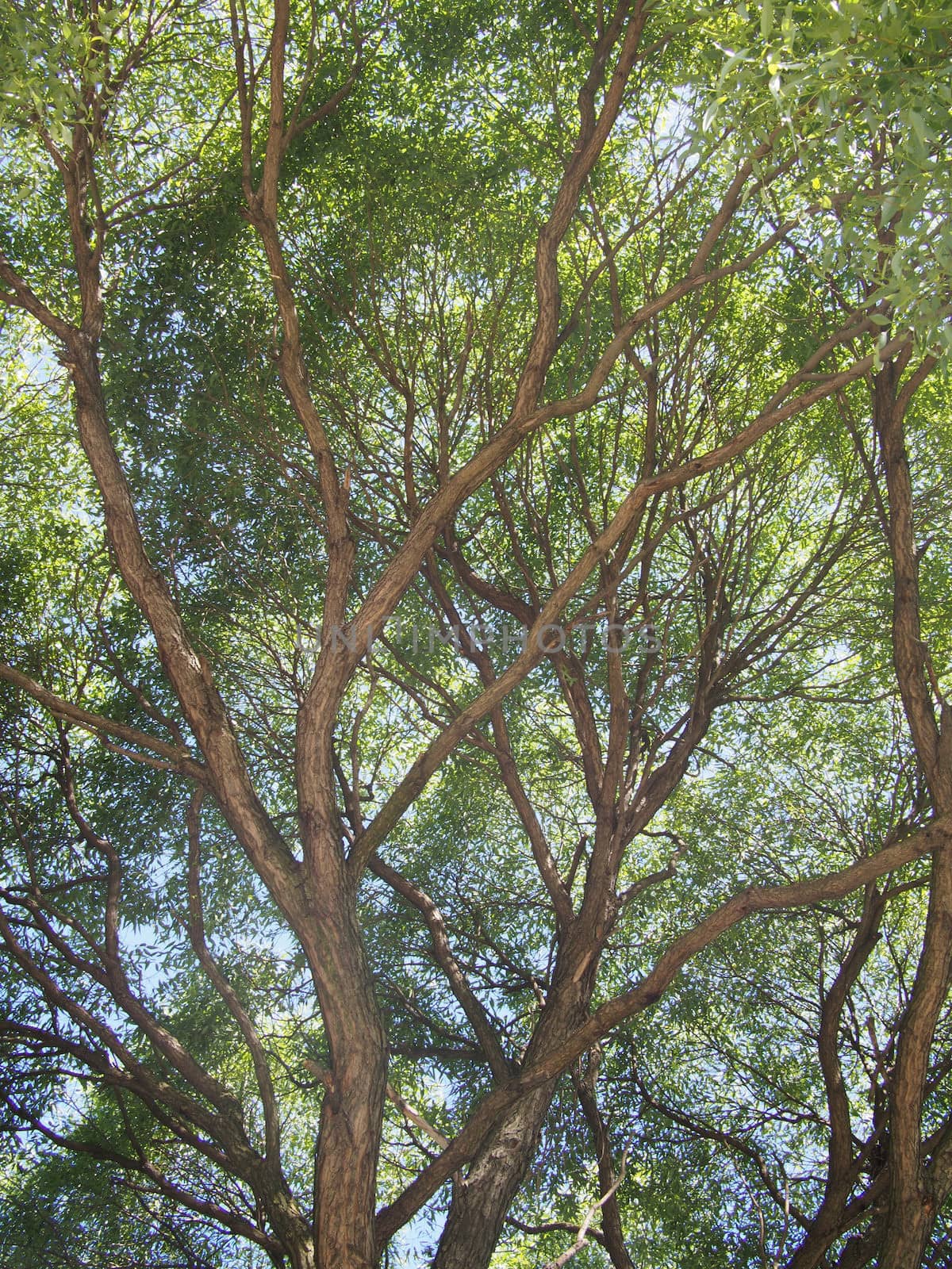 trunk of the tree